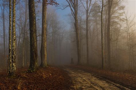 Foggy Morning In The Forest Photograph By Ulrich Burkhalter Fine Art