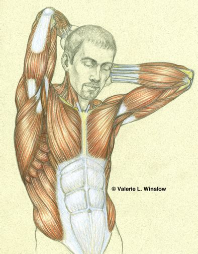 Valerie L Winslow Work Zoom Superficial Muscle Layer Of The Torso