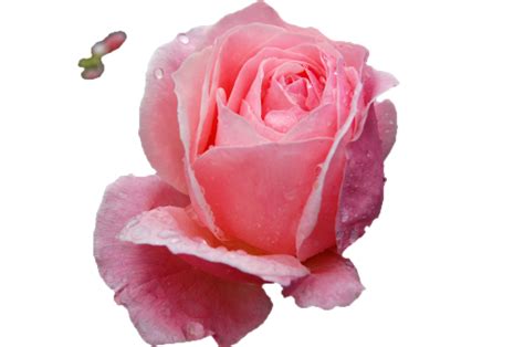 Replace white background with transparent online - IMG online