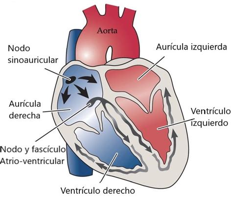 Anatomía Del Tabique Del Corazón Homo Medicus