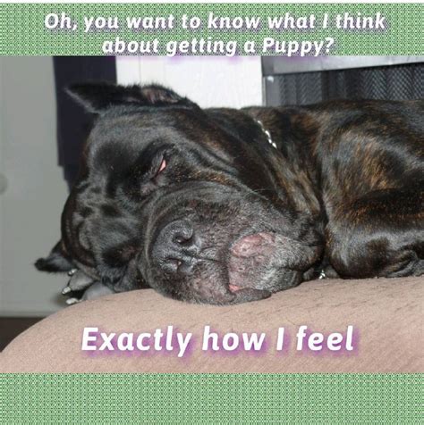 17 Funny Memes With Cane Corso Page 5 Of 6 Pettime