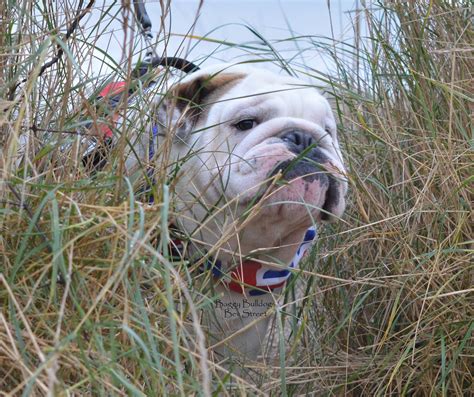What's Lurking * Baggy Bulldogs
