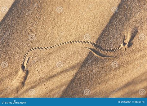 Animal Track In Desert Sand Stock Image Image Of Sand Color 31292831