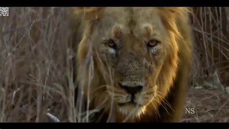 24 Horas Vida Selvagem Mundo Animal Na Indiana Documentário Dublado