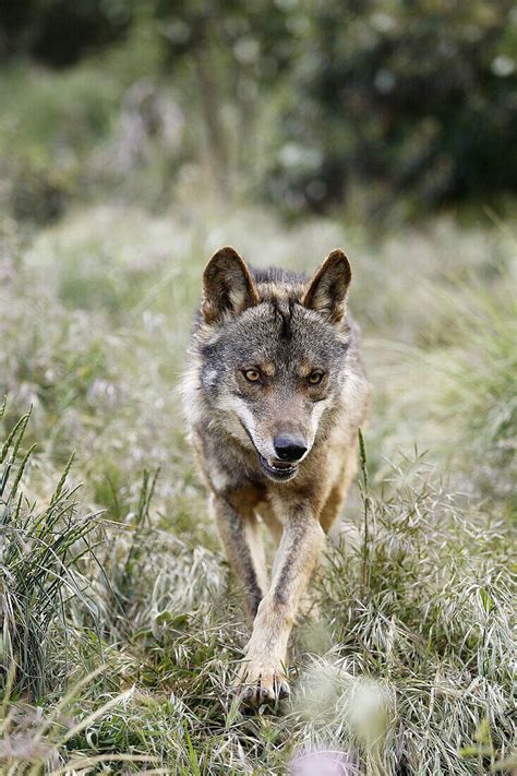 Iberian Wolf Canis Lupus Signatus License Image 70243703 Image