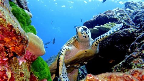 Hawksbill Sea Turtle Underwater Photography By Simon Ilett
