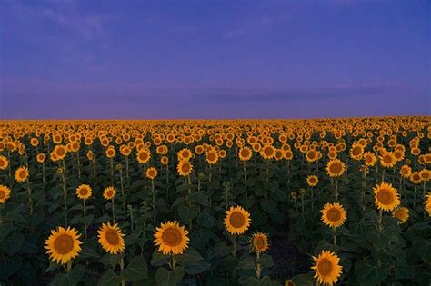 Sunflower Fields At Dawn Colorado Sony Alpha Nex E Mount Aps C