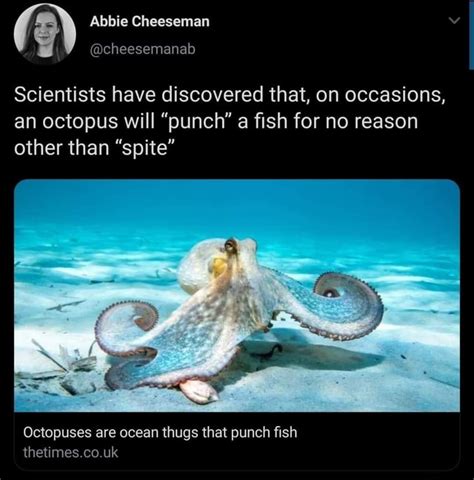 Abbie Cheeseman Cheesemanab Scientists Have Discovered That On