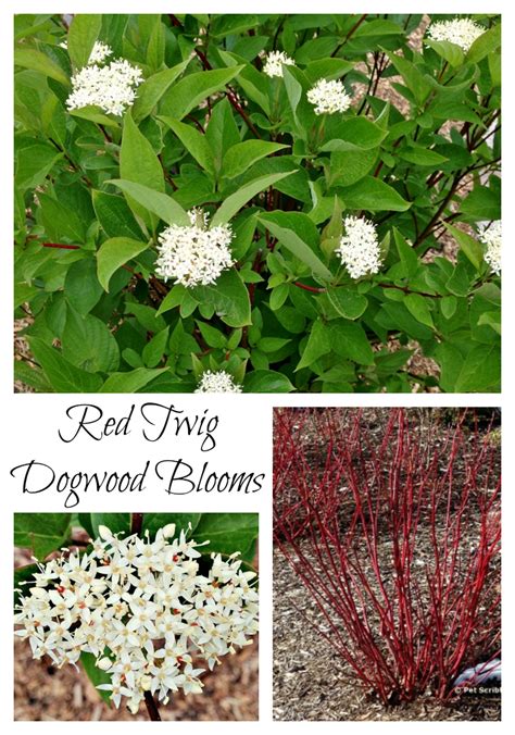 Why Am I So Excited That Our Red Twig Dogwoods Are Blooming Because