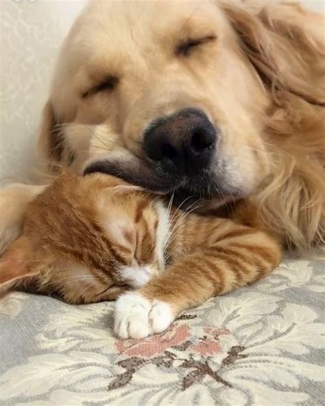 Golden Retriever And Orange Tabby Cat 🐶🐱 Rcatswithdogs