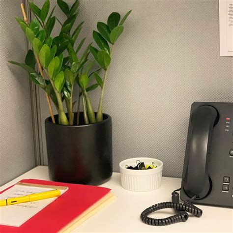 The 6 Best Plants For Cubicles According To Plant Experts The