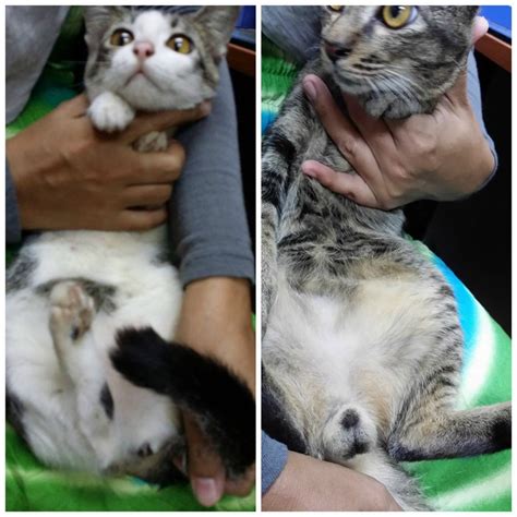 Cats can go into heat very early. Spay-neuter sponsorship for 2 female and 2 male cats ...