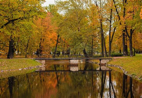 Forest Pond In Autumn Park Yellowed Tree Stock Photo Image Of