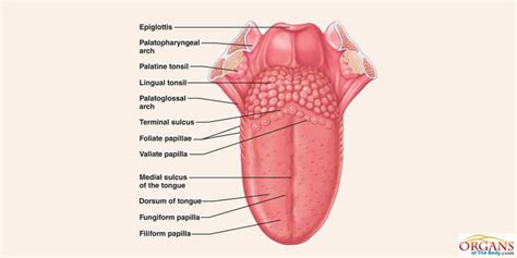 Human Tongue Diagram Diagram Quizlet