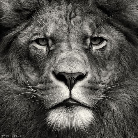 Фото Серьезная морда льва. Автор Wolf Ademeit