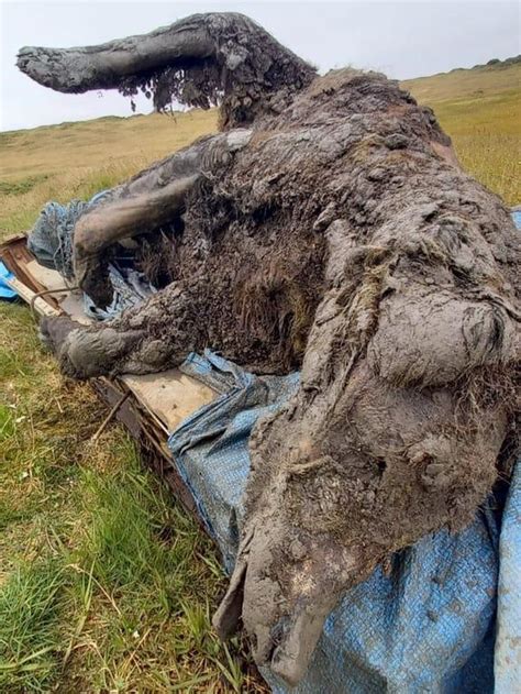Bear From Ice Age Found Completely Preserved In Russian Arctic Bbc News