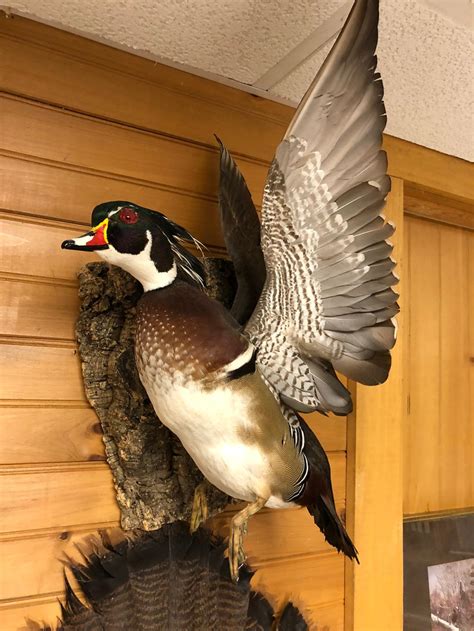 Sold At Auction Flying Wood Duck Taxidermy Mount