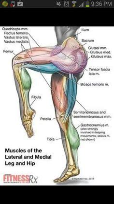 The leg muscles are organized in 3 groups: upper leg muscles common names Archives - Anatomy Body Charts | Energy system | Muscle anatomy ...
