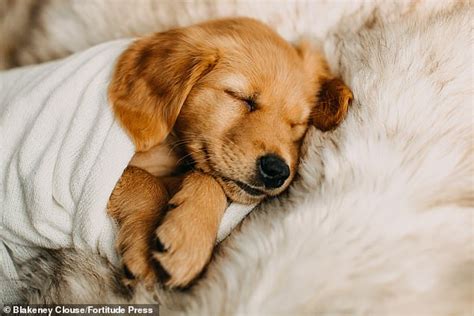 Photographer Turns Adorable New Golden Retriever Puppy