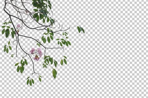 Premium Psd Tropical Tree Leaves And Branch Foreground Isolated