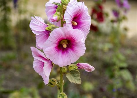 Pink Hollyhock Free Stock Photo Public Domain Pictures