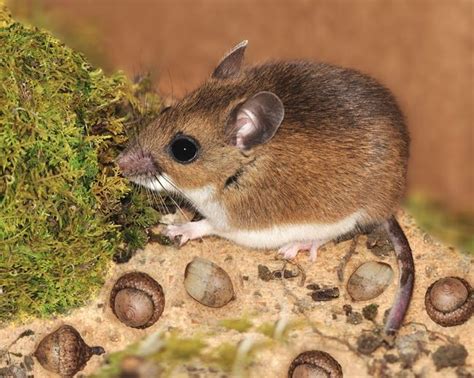 Mouse Facts Habits Habitat And Types Of Mice Live Science