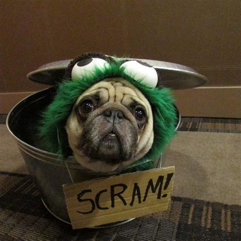 This Pug Who Makes A Great Oscar The Grouch Dog