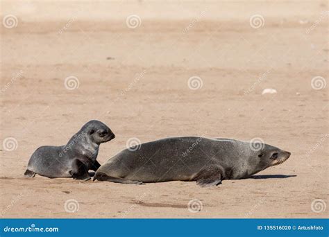 Baby Brown Seal In Cape Cross Namibia Stock Photo Image Of Pacific