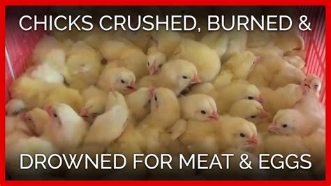 Chicks Crushed Drowned And Burned To Death For Eggs And Flesh Youtube