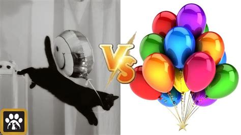 Cats Vs Balloons Funny Cats Playing With Balloons 😹 Funny Cats Cat