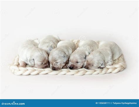 Closeup Of Cute Fluffy Newborn Golden Retriever Puppies Sleeping Stock
