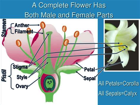 Ppt Flowers Laboratory Powerpoint Presentation Free Download Id