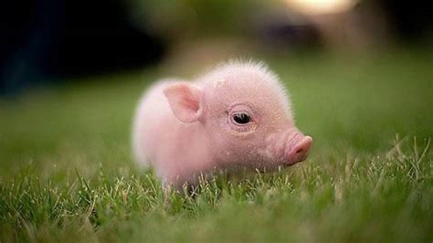 Little Pig Pig Wallpaper Cute Pigs Cute Piggies 326