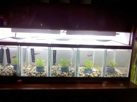 The size you choose could kill your fish. male betta tanks with dividers - Google zoeken (met ...