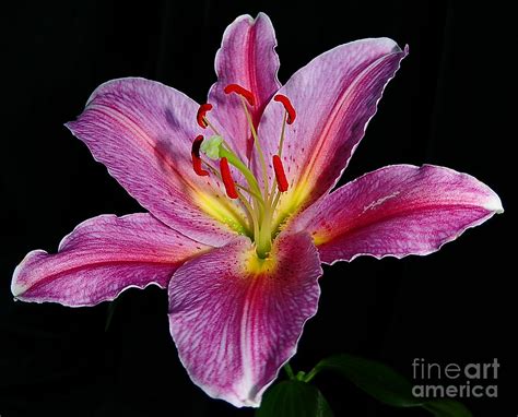Star Lily Macro Flower 64 Photograph By Terri Winkler