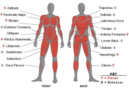 Is a tendon of the back of the leg, and the thickest in the human body. Work Out While Preventing Injuries -Part 1 of 3 - Organic Living Chiropractic
