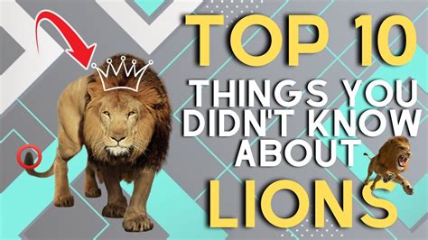 10 Fun Facts About Lions African Lions Facts And Information Video