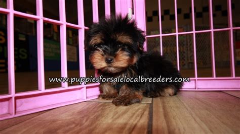 Puppies For Sale Local Breeders Happy Yorkie Puppies For Sale Atlanta