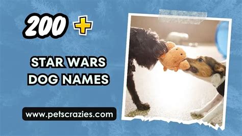 200 Star Wars Dog Names Energetic And Fiery Ideas