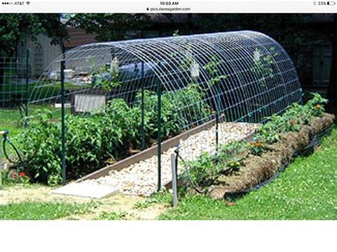 Tomato Cages From Cattle Panels Cattle Panels Garden Trellis Arch
