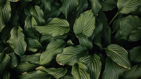 Download Wallpaper 2560x1440 Leaves Plant Green Dark