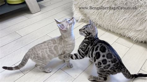 Snow Bengal Kittens Bengalheritage Cats Ltd View More