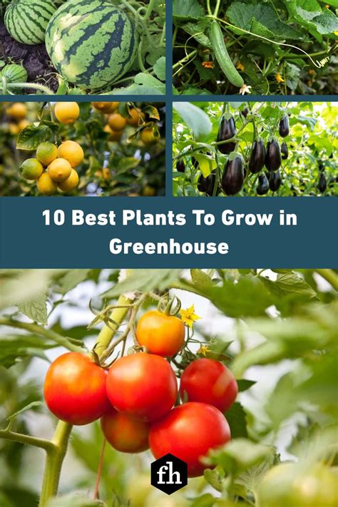 10 Best Plants To Grow In A Greenhouse Artofit