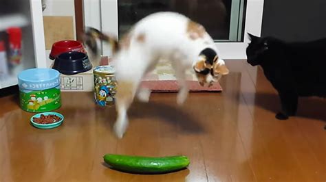 People Are Scaring Cats With Cucumbers Youtube