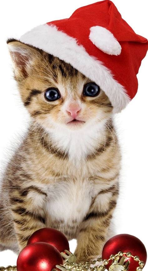 🎄🐾happy Christmas From 🐾🎄 Christmas Cats Christmas