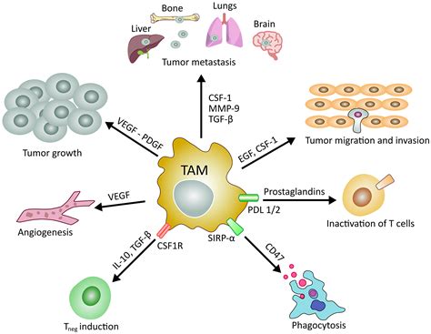 Cancer Stem Cells And Macrophages Molecular Connections And Future