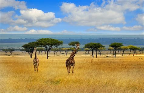Best Places To See Giraffes In Africa Expert Advice