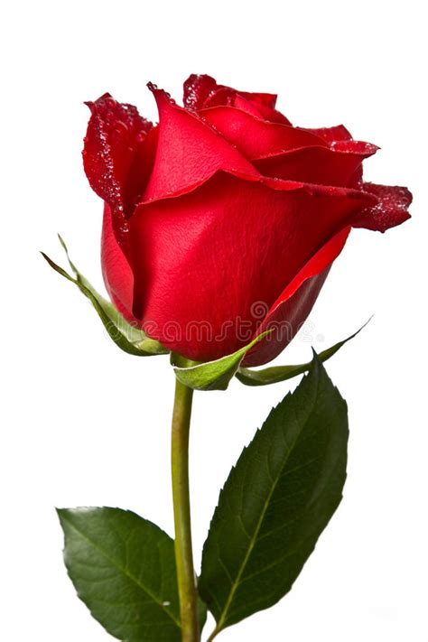 Single Romantic Red Rose Stock Photo Image Of Fragrance 33992724