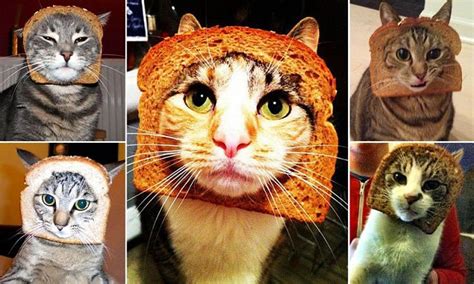 Internet Users Post Pictures Of Cats Wearing Slices Of Bread Daily