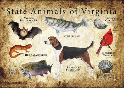 Virginia State Animals Poster Print In 2021 Animal Posters The Fox